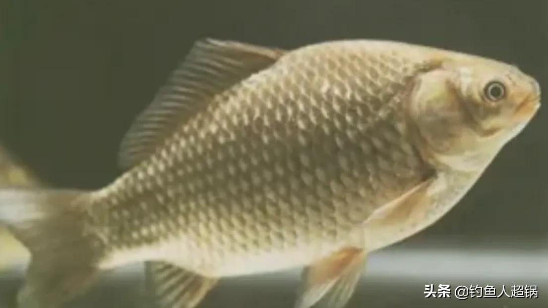 鲫鱼与大板鲫的区别_鲫鱼品种大全_土鲫鱼介绍