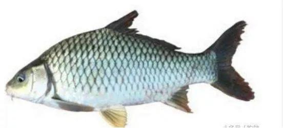 鲫鱼种类_银鲫介绍_鲫鱼与大板鲫的区别