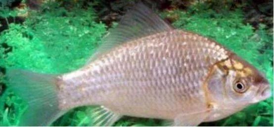 鲫鱼与大板鲫的区别_鲫鱼种类_银鲫介绍