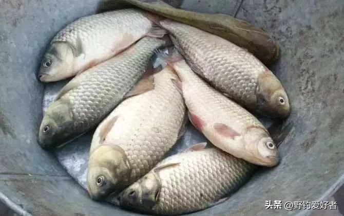 钓鲫怎么样调浮漂_钓鲫鱼调鱼漂的正确方法视频_浮钓鲫鱼怎么调漂