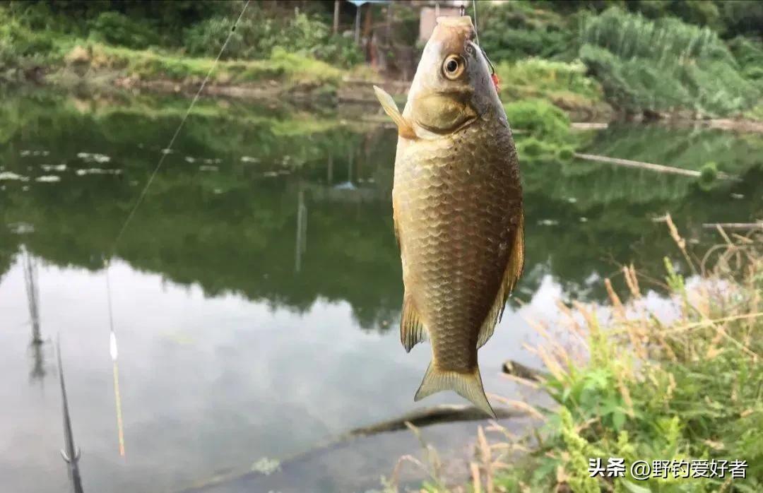钓鲫鱼调鱼漂的正确方法视频_浮钓鲫鱼怎么调漂_钓鲫怎么样调浮漂