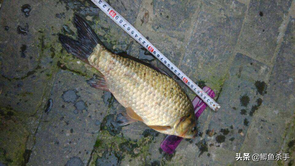 鲫鱼与大板鲫的区别_鲫鱼养殖_鲫鱼品种