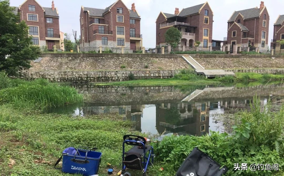 鲫鱼与大板鲫的区别_鲫鱼和板鲫_鲫鱼区别大板鲫和小鲫鱼