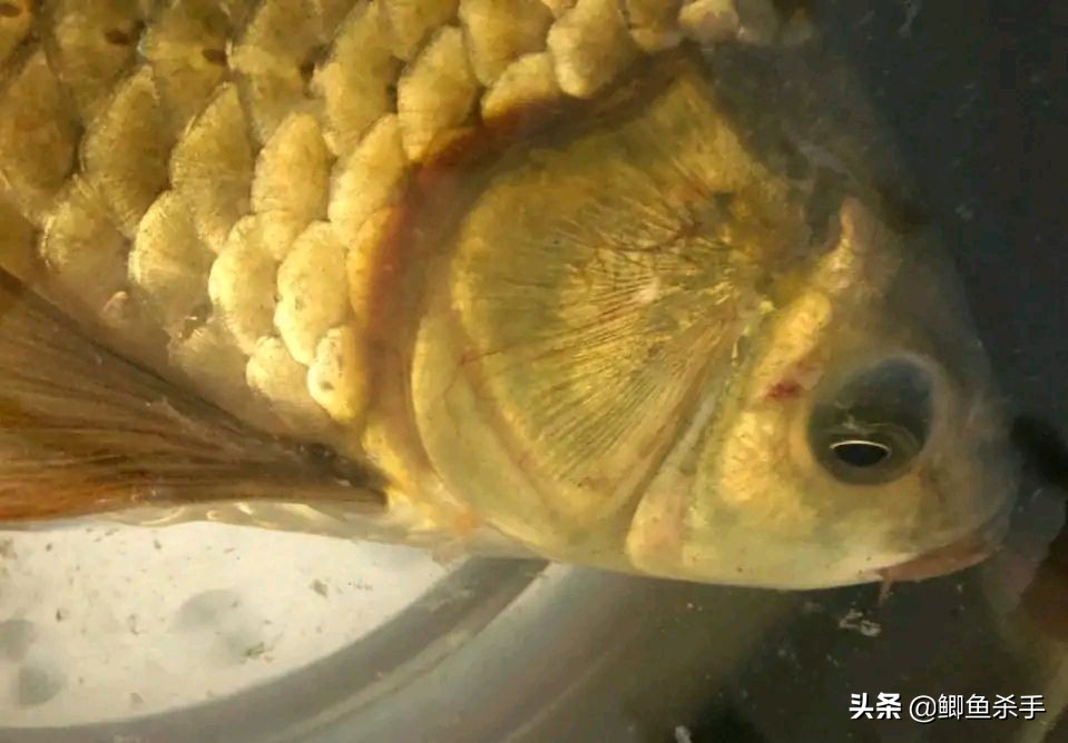 鲫鱼与大板鲫的区别_鲫鱼养殖_鲫鱼品种