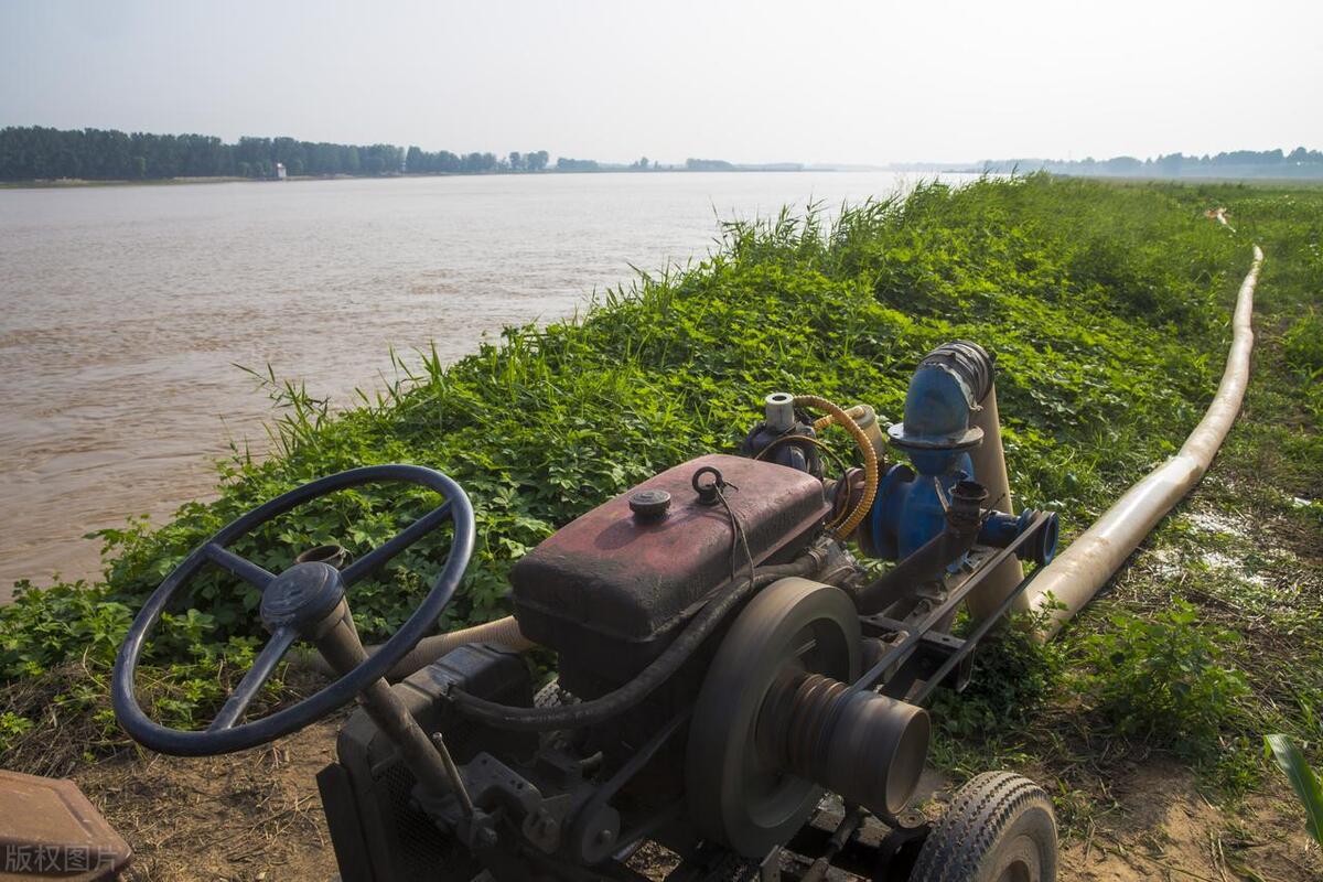 鲫鱼和板鲫_鲫鱼与大板鲫的区别_鲫鱼区别大板鲫和小鲫鱼