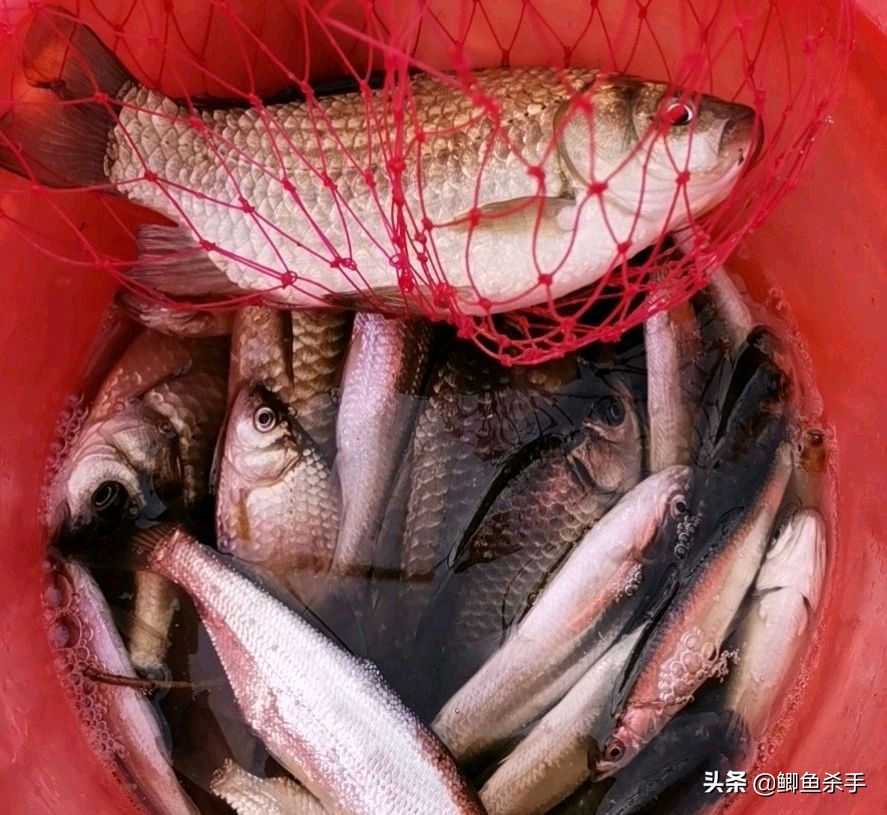 鲫鱼与大板鲫的区别_鲫鱼品种_鲫鱼养殖