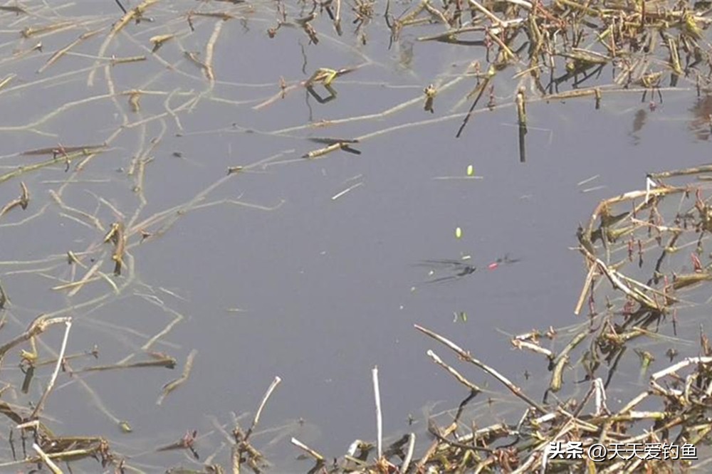 冬季钓鲫鱼技巧_浮钓鲫鱼怎么调漂_传统钓调漂方法
