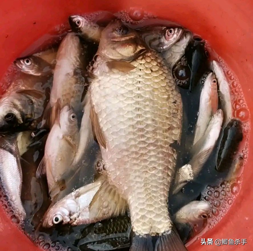 鲫鱼品种_鲫鱼与大板鲫的区别_鲫鱼养殖