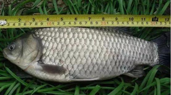 鲫鱼种类_鲫鱼与大板鲫的区别_银鲫介绍