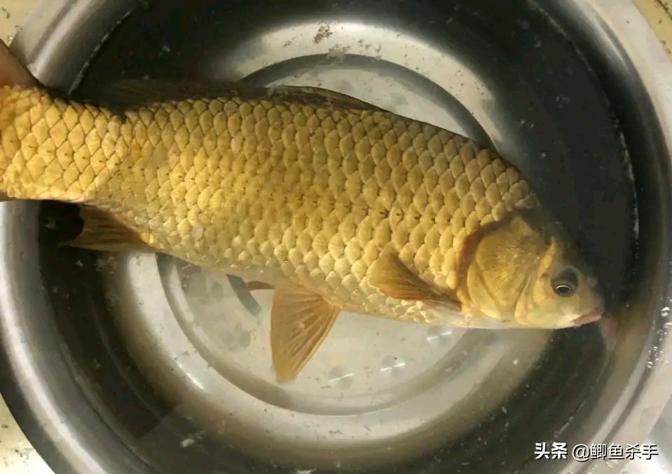 鲫鱼养殖_鲫鱼品种_鲫鱼与大板鲫的区别