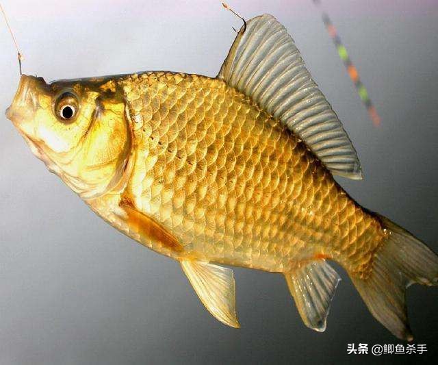 鲫鱼养殖_鲫鱼与大板鲫的区别_鲫鱼品种