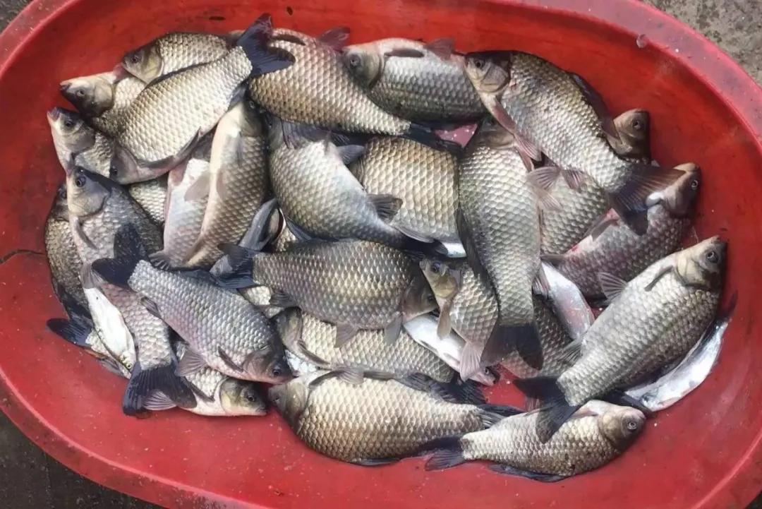 浮钓鲫鱼怎么调漂_钓鲫怎么样调浮漂_钓鲫鱼调鱼漂的正确方法视频