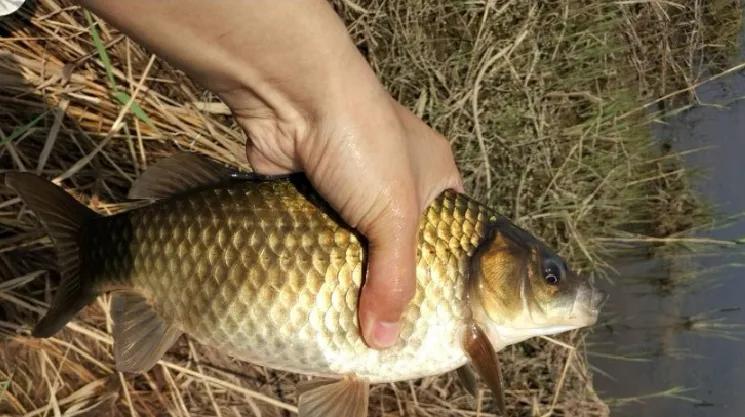 鲫鱼与大板鲫的区别_鲫鱼区别大板鲫和小鱼_鲫鱼和板鲫