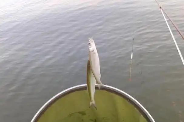 钓鲫鱼的调漂_浮钓鲫鱼怎么调漂_鲫鱼调漂野钓