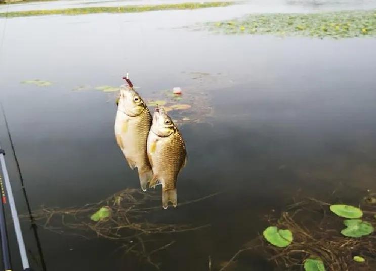 鲫鱼与大板鲫的区别_鲫鱼和板鲫_鲫鱼区别大板鲫和小鱼