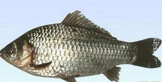 银鲫介绍_鲫鱼与大板鲫的区别_鲫鱼种类