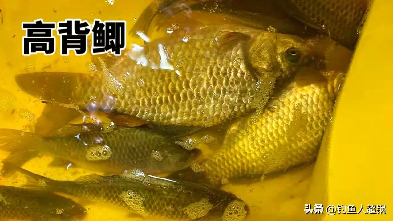 鲫鱼品种大全_鲫鱼与大板鲫的区别_土鲫鱼介绍