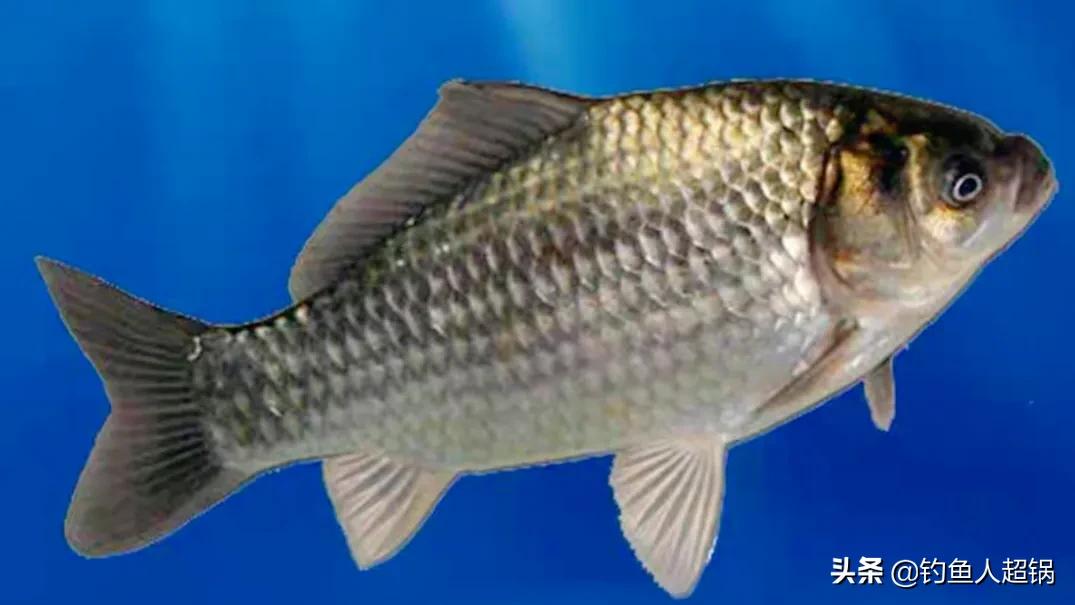 土鲫鱼介绍_鲫鱼与大板鲫的区别_鲫鱼品种大全