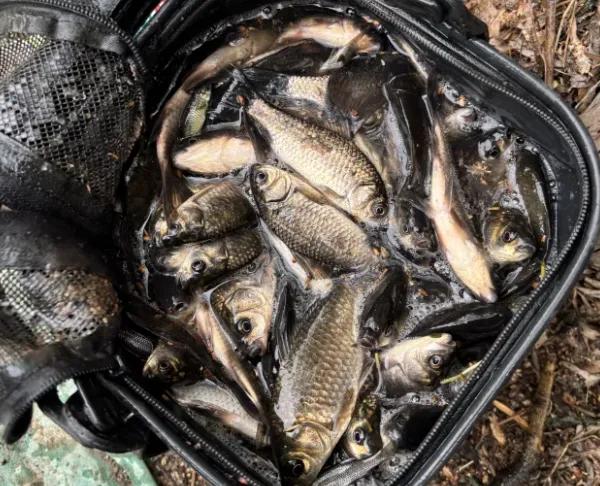 浮钓鲫鱼怎么调漂_鲫鱼调漂野钓_钓鲫鱼浮漂怎么调