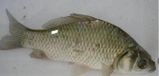 鲫鱼与大板鲫的区别_银鲫介绍_鲫鱼种类