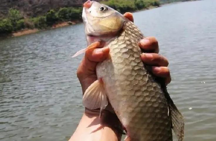 鲫鱼与大板鲫的区别_鲫鱼区别大板鲫和小鱼_鲫鱼和板鲫