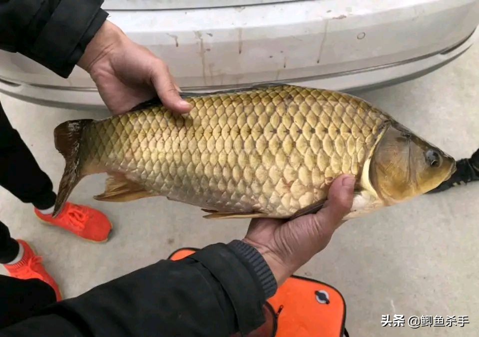 鲫鱼养殖_鲫鱼与大板鲫的区别_鲫鱼品种