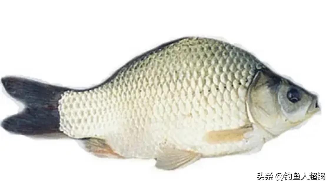 土鲫鱼介绍_鲫鱼品种大全_鲫鱼与大板鲫的区别