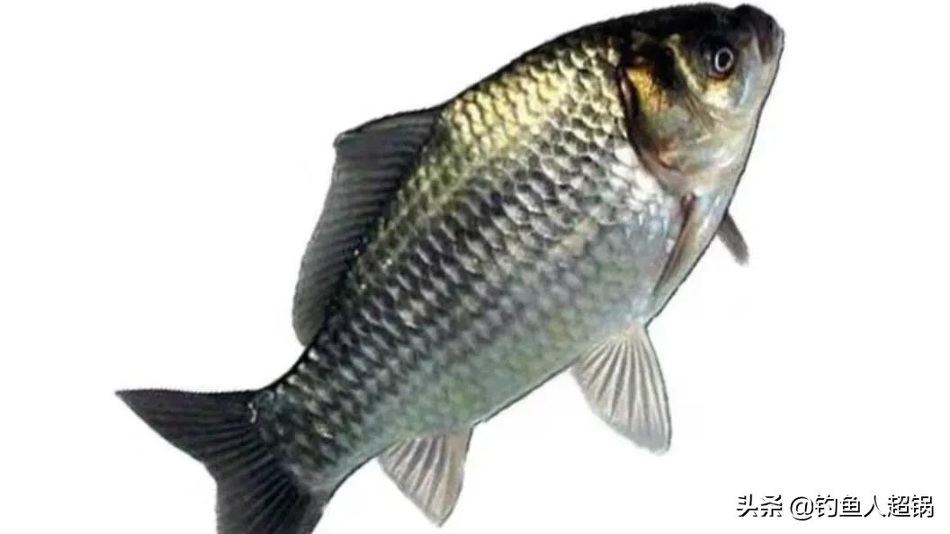 鲫鱼品种大全_鲫鱼与大板鲫的区别_土鲫鱼介绍