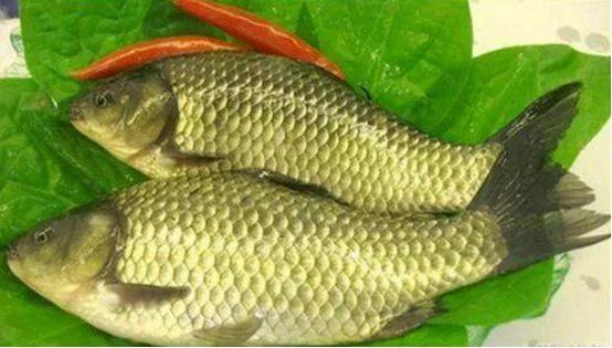 银鲫介绍_鲫鱼与大板鲫的区别_鲫鱼种类