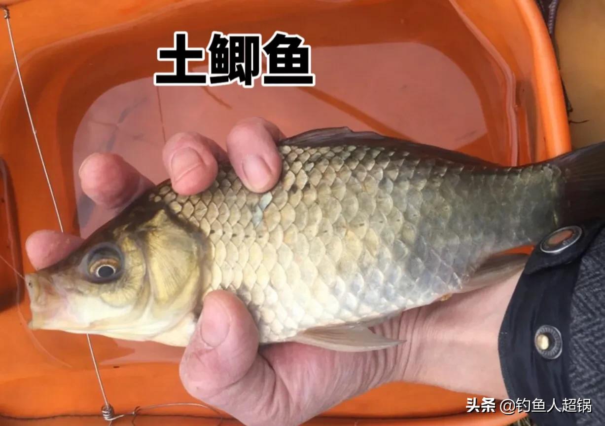 鲫鱼品种大全_鲫鱼与大板鲫的区别_土鲫鱼介绍