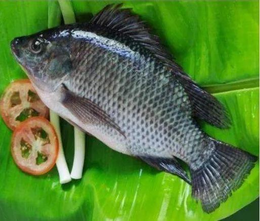 鲫鱼与大板鲫的区别_鲫鱼种类_银鲫介绍