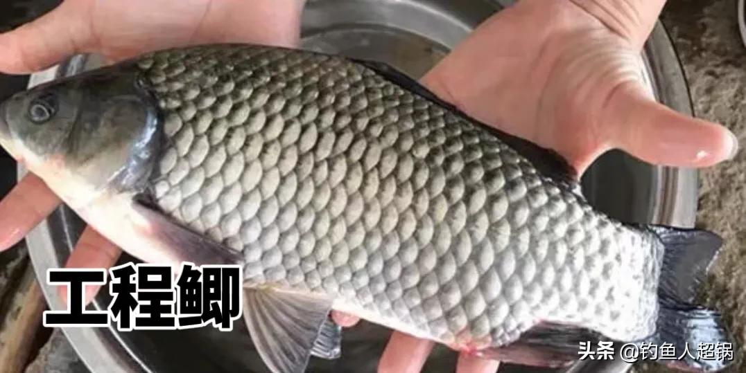鲫鱼品种大全_鲫鱼与大板鲫的区别_土鲫鱼介绍