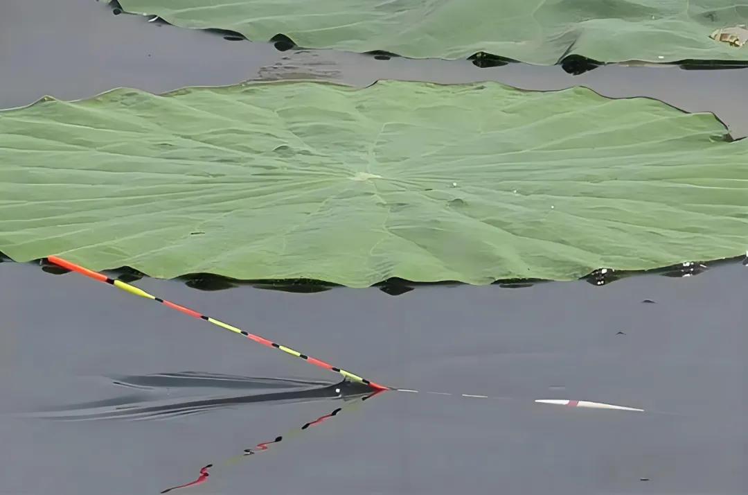 浮钓鲫鱼怎么调漂_钓鲫鱼调漂方法_调平水钓两目鲫鱼技巧