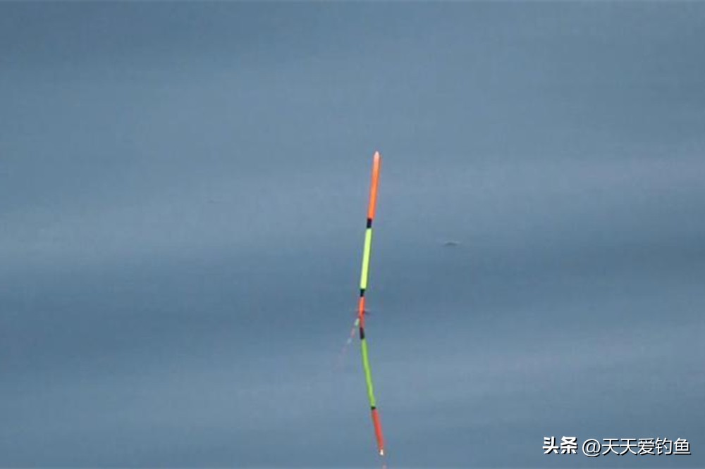 秋末大水面钓鲫鱼_浮钓鲫鱼怎么调漂_冬季小水面钓鲫鱼调漂