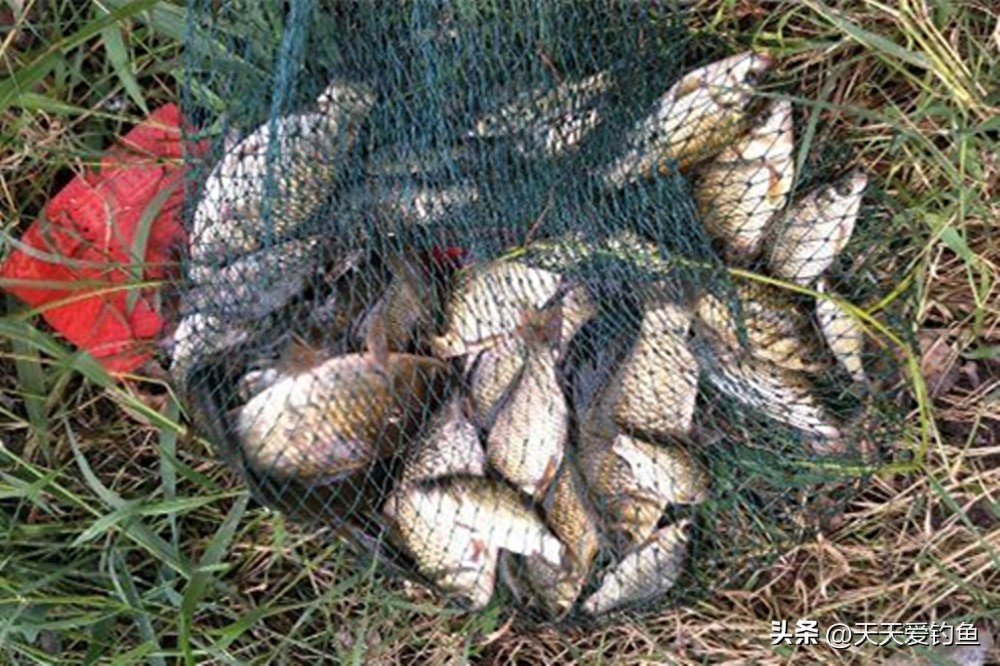 冬季小水面钓鲫鱼调漂_秋末大水面钓鲫鱼_浮钓鲫鱼怎么调漂