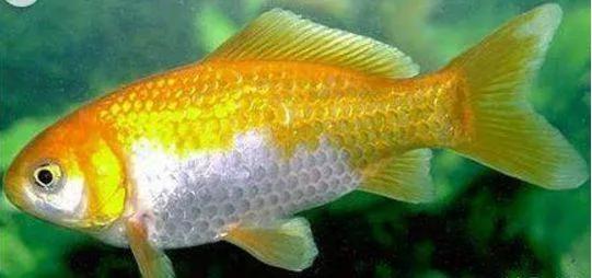 鲫鱼种类_银鲫介绍_鲫鱼与大板鲫的区别