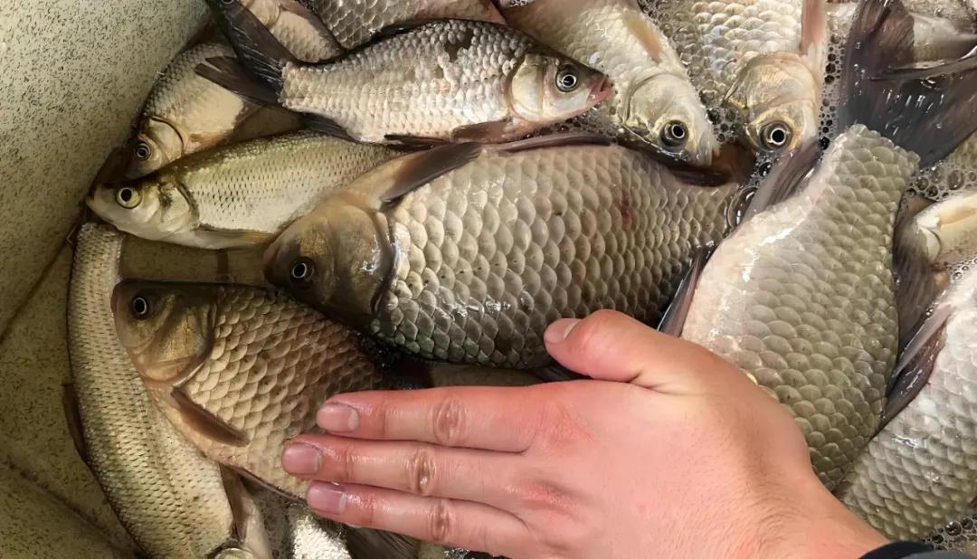 调平水钓两目鲫鱼技巧_钓鲫鱼调漂方法_浮钓鲫鱼怎么调漂