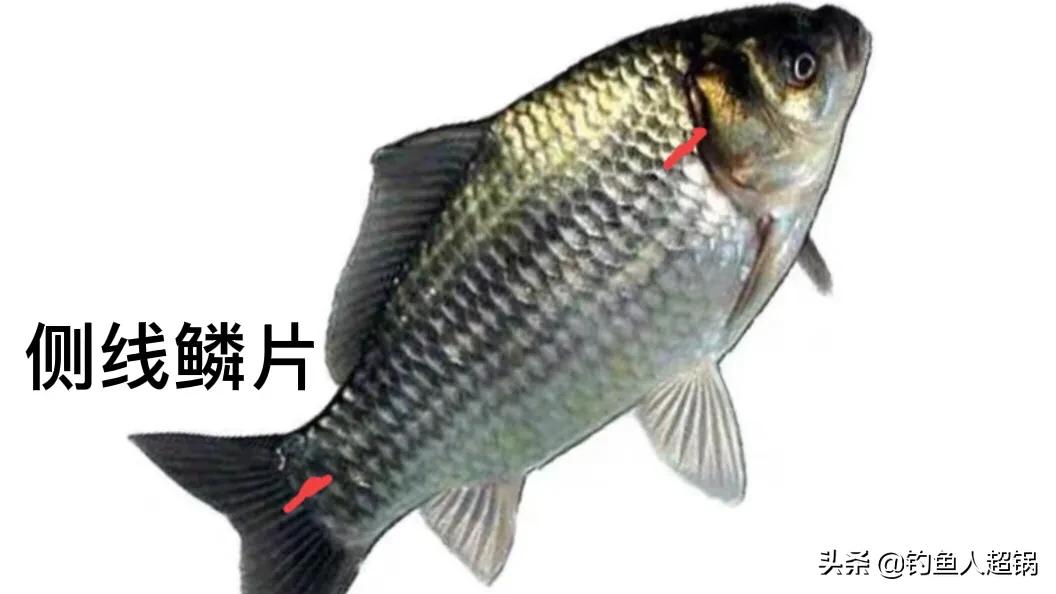 鲫鱼品种大全_鲫鱼与大板鲫的区别_土鲫鱼介绍