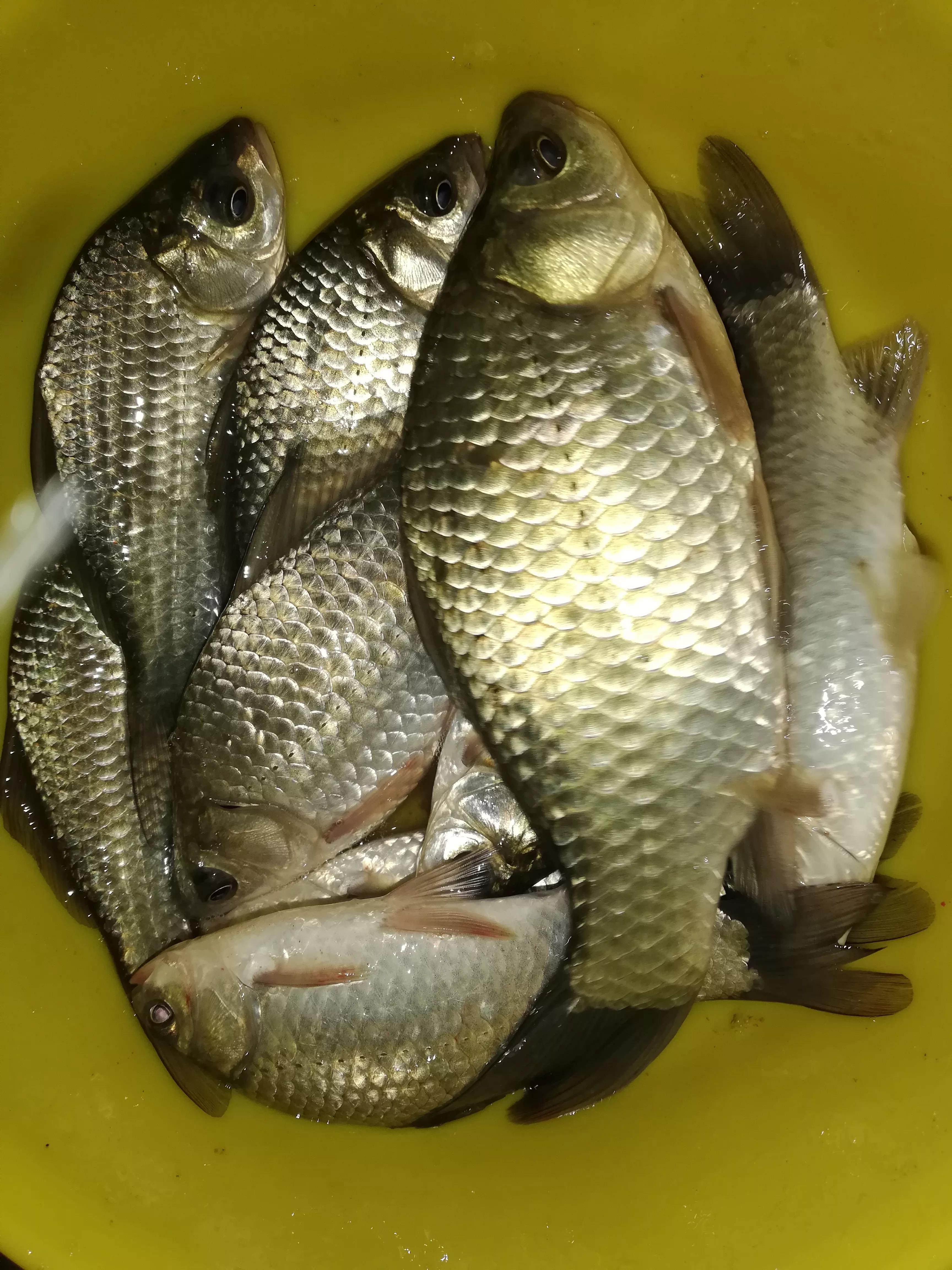 鲫鱼种类_鲫鱼与大板鲫的区别_银鲫介绍