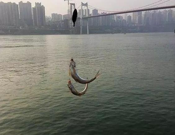 鲫鱼调漂野钓_浮钓鲫鱼怎么调漂_钓鲫鱼的调漂