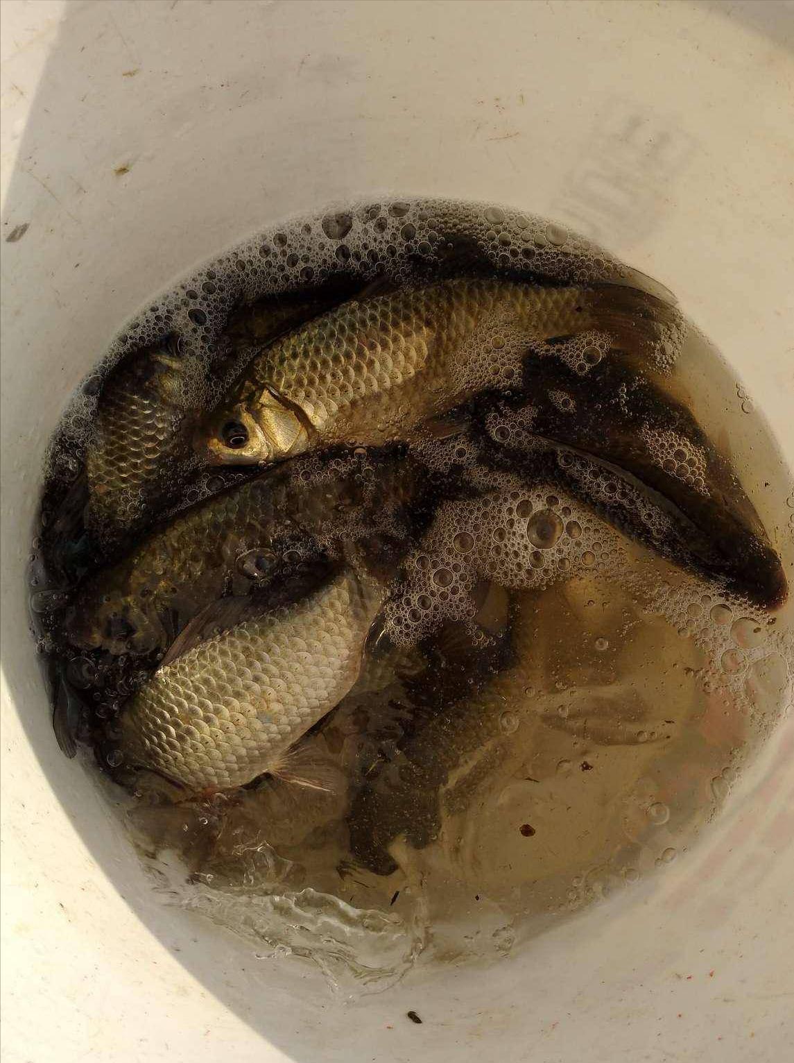 鲫鱼和板鲫_鲫鱼与大板鲫的区别_鲫鱼区别大板鲫和小鲫鱼