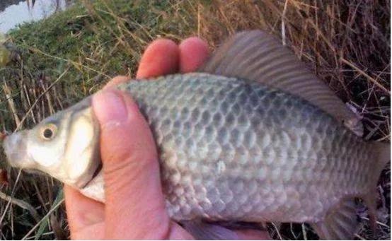 银鲫介绍_鲫鱼与大板鲫的区别_鲫鱼种类