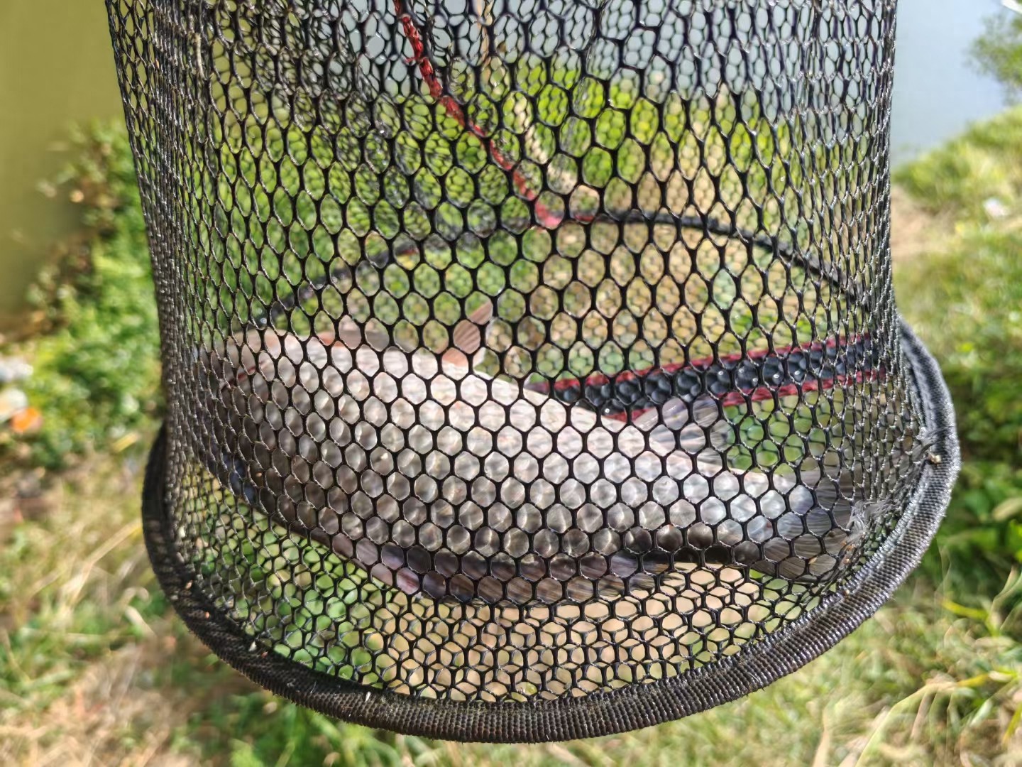 鲫鱼区别大板鲫和小鲫鱼_鲫鱼和板鲫_鲫鱼与大板鲫的区别