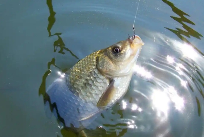 鲫鱼和板鲫_鲫鱼区别大板鲫和小鲫鱼_鲫鱼与大板鲫的区别