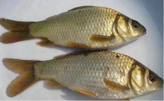 银鲫介绍_鲫鱼种类_鲫鱼与大板鲫的区别