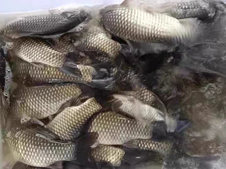 大板鲫怎么做最好吃_大板鲫和鲫鱼的区别_大板鲫