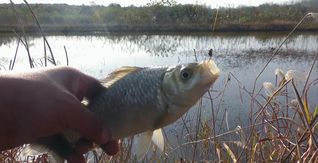 大板鲫饵料最佳配方_大板鲫怎么做最好吃_大板鲫