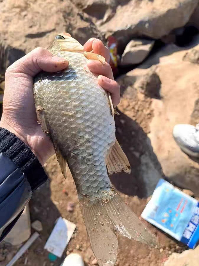 大板鲫和鲫鱼的区别_大板鲫_大板鲫怎么做最好吃