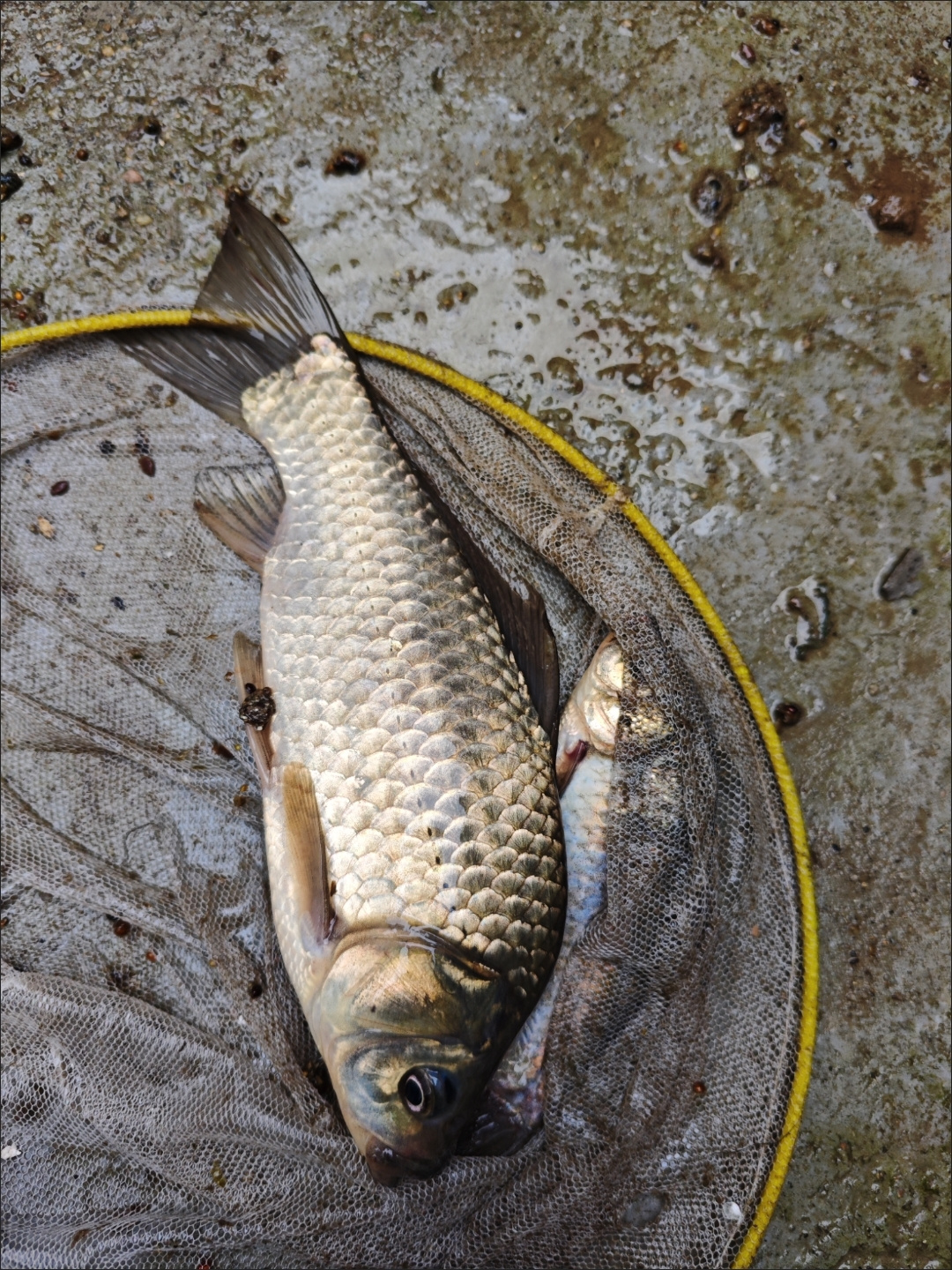 大板鲫怎么做最好吃_大板鲫_大板鲫和鲫鱼的区别
