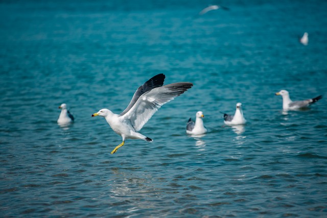 江之岛攻略_江之岛镰仓周游券哪买_东京周边旅游